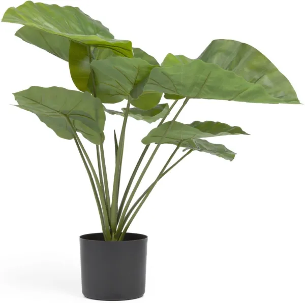 Alocasia, Kunstpflanze, schwarz, H57x63x63 cm